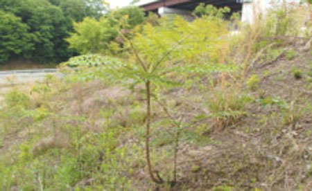 生育状況